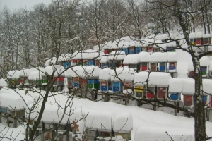 Saveti za prezimljavanje pčela