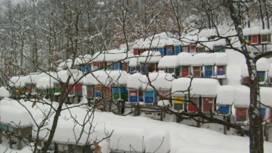 Savjeti za prezimljavanje pčela