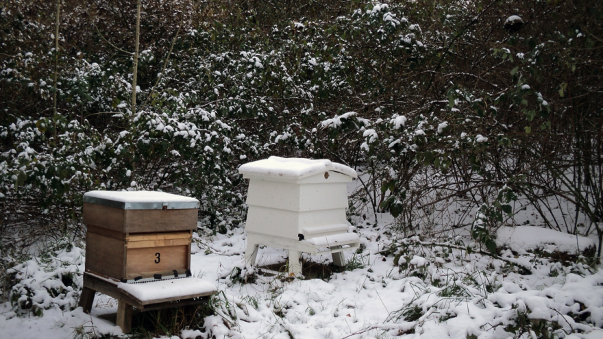 Utopljavanje pčela - da ili ne?