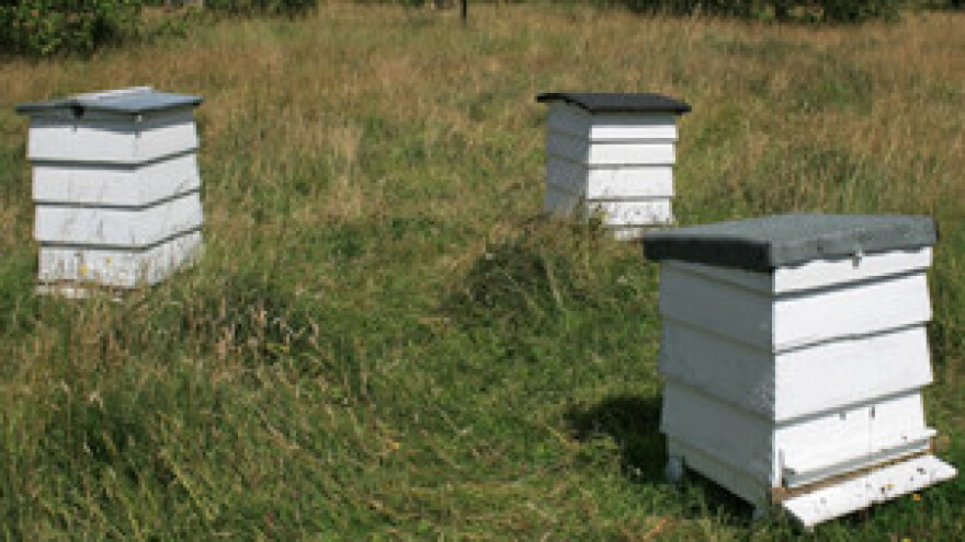Pčelari oprez! Medvjedi sve gladniji!