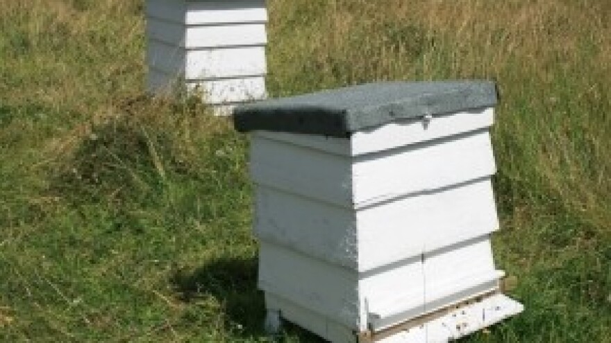 Procjena aktivnosti pčela na letu