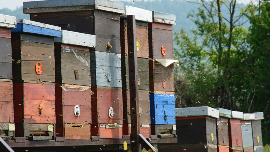 Pčelari nude 100 evra za informacije o lopovu