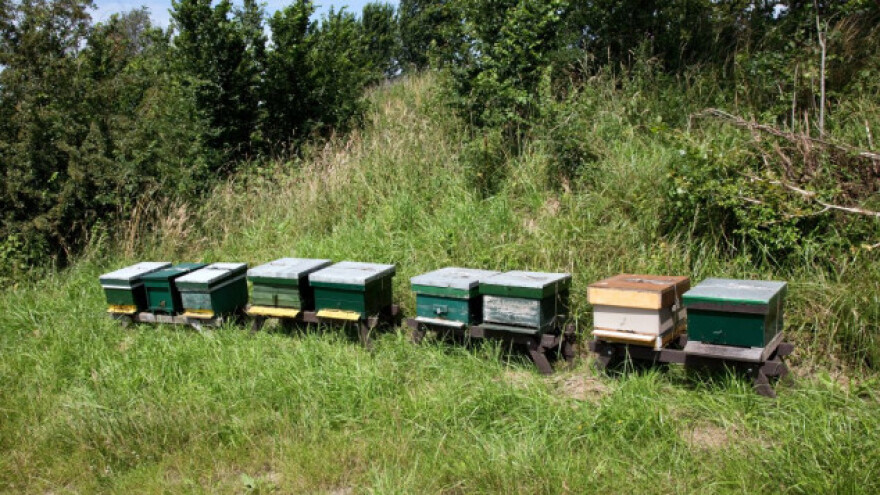 Uzgoj pčela i proizvodnja meda na Fruškoj gori