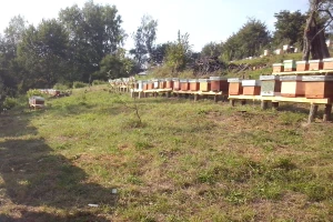 Pčelarenje na 1.000 m nadmorske visine