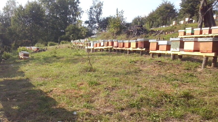 Pčelarenje na 1.000 m nadmorske visine