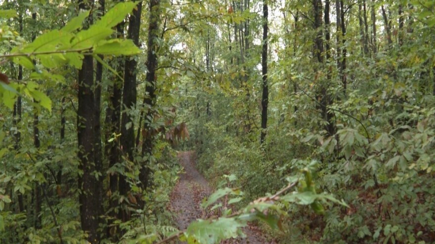 Kestenova šuma: Kako najefikasnije suzbiti osu šiškaricu?