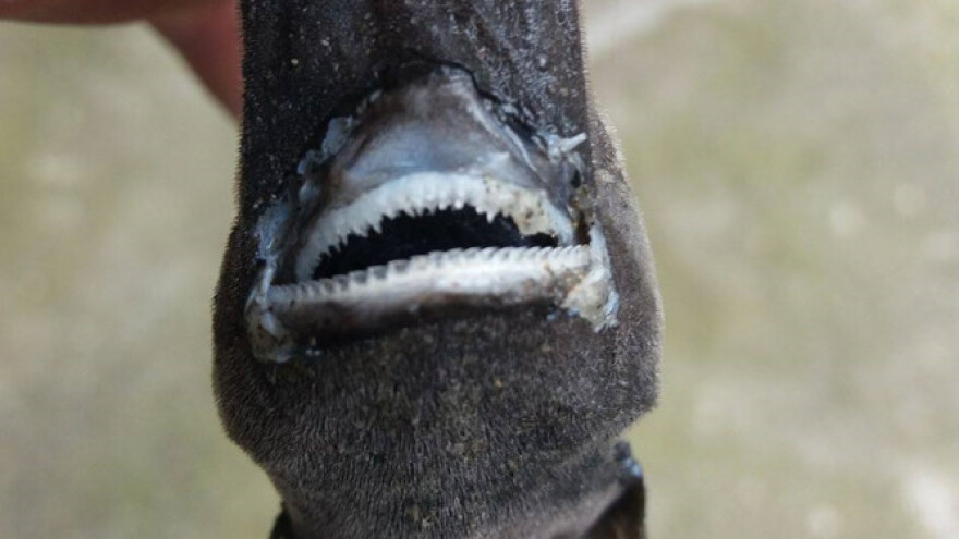 Rijetka riba kostelj crnac ulovljena u Jadranu!