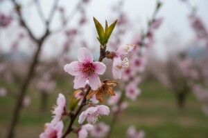 Koštićave vrste zaštitite od paleži cvijeta i izboja