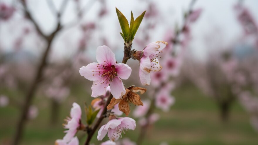 Koštićave vrste zaštitite od paleži cvijeta i izboja