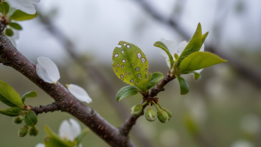 Koštičavim voćkama prijete bolesti