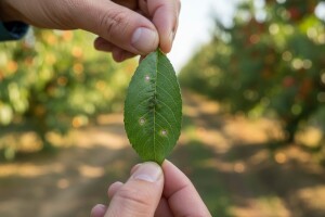 Koštičavo voće zaštitite od lisnih ušiju i šupljikavosti lista