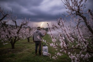 Koštičavom voću prijete palež cvijeta i sušenje izboja