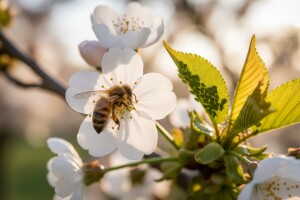 Koštičavom voću prijete trips i lisne uši