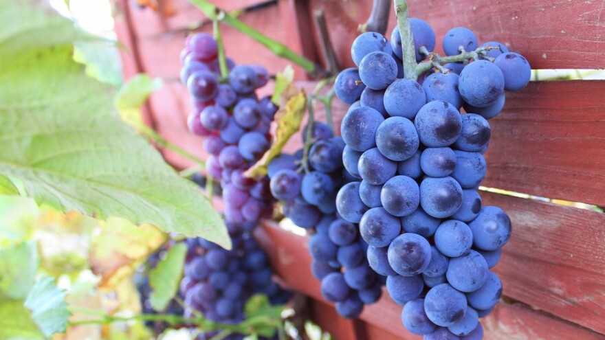 Od koštica grožđa radit će hladno prešano ulje, brašno i ekstrakt!