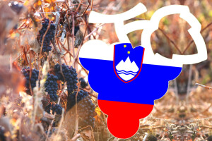 Padamo, Hrvatska danas ima manje vinograda od Slovenije! ‘Vinska omotnica’ sreću donijela tek rijetkima?