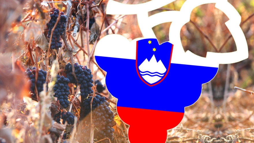 Padamo, Hrvatska danas ima manje vinograda od Slovenije! ‘Vinska omotnica’ sreću donijela tek rijetkima?