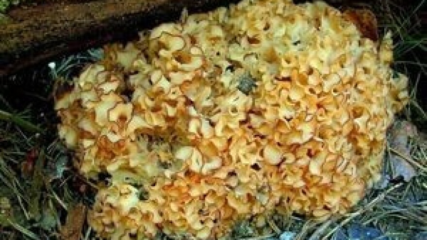 Kako protiv strogih gljivarskih propisa?