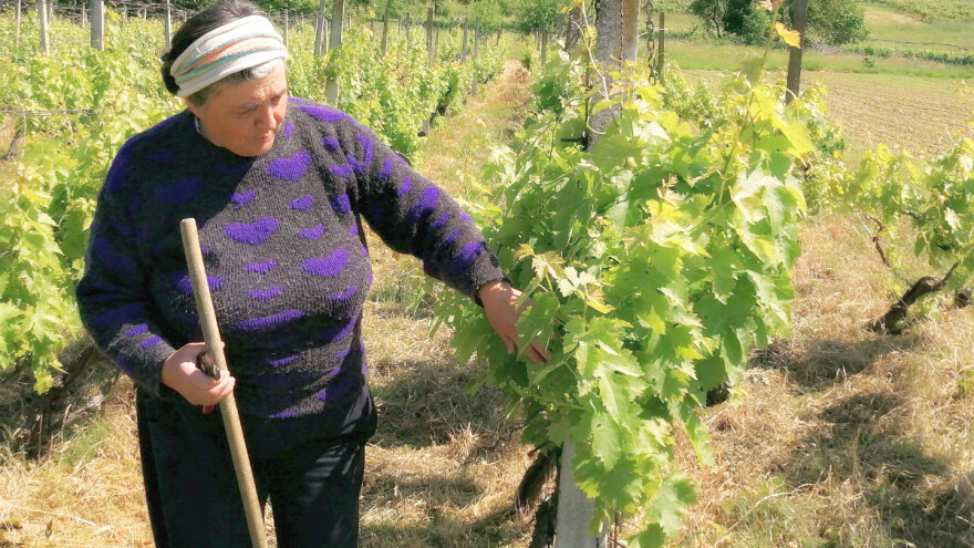 Albina Kovačić: Vinograd zahtijeva slugu, a s borovnicama smo pogodili