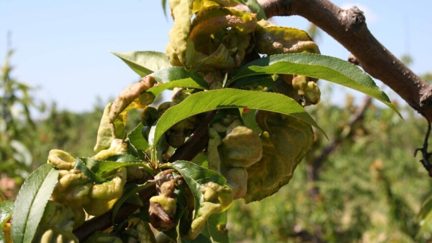 Voćari, zaštitite breskve i nektarine od kovrdžavosti lista i paleža cvjetova