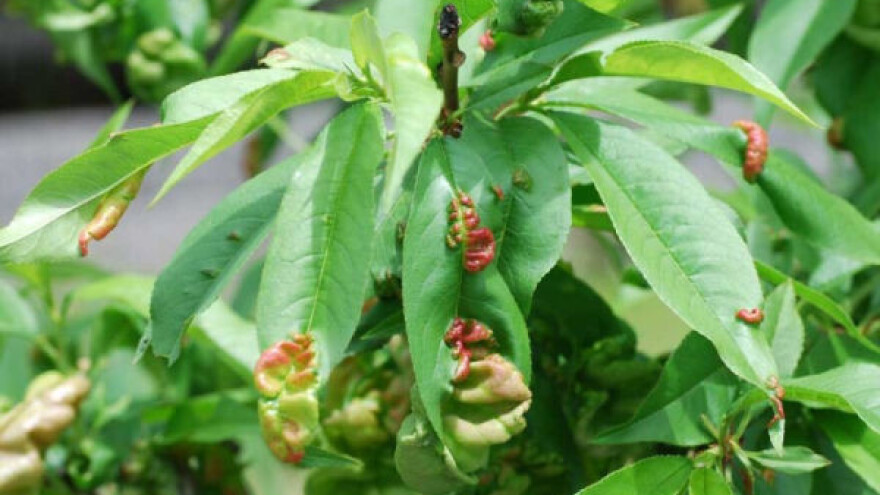 Kako se boriti protiv kovrdžavosti lista breskve?