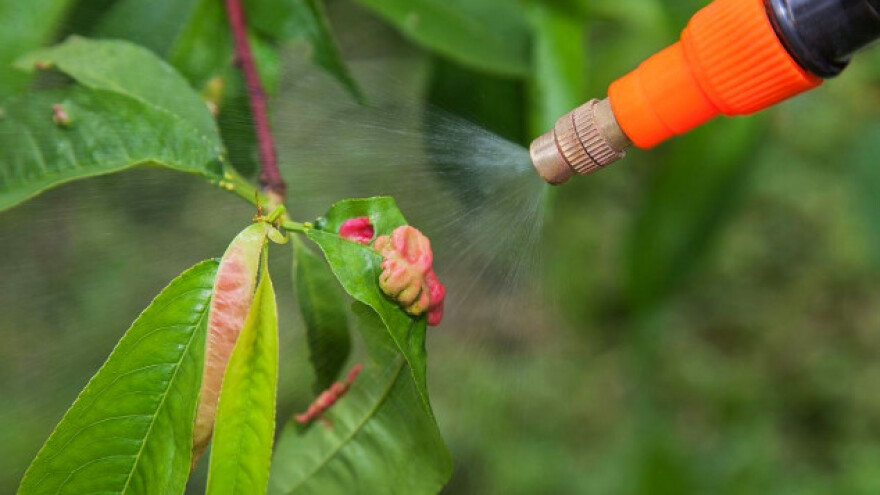 Pro-bacom protiv kovrčavosti lista breskve