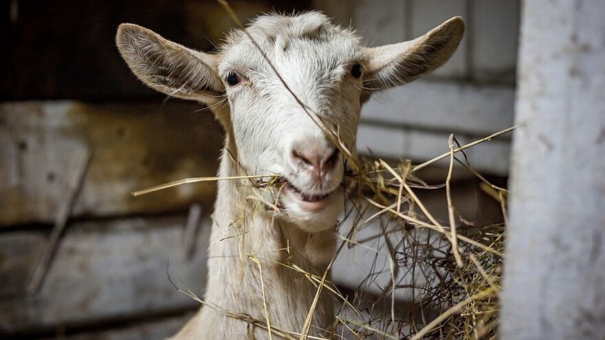 Dan kozara u Novom Sadu