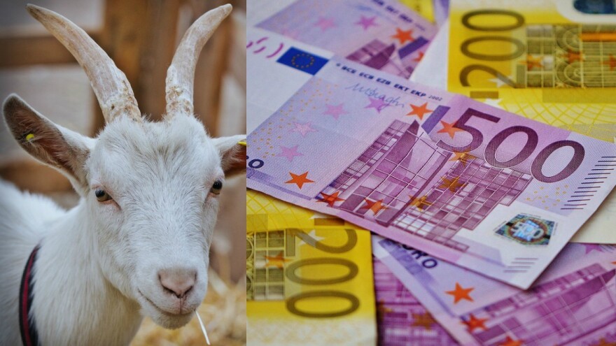 Koza pojela 20.000 evra?