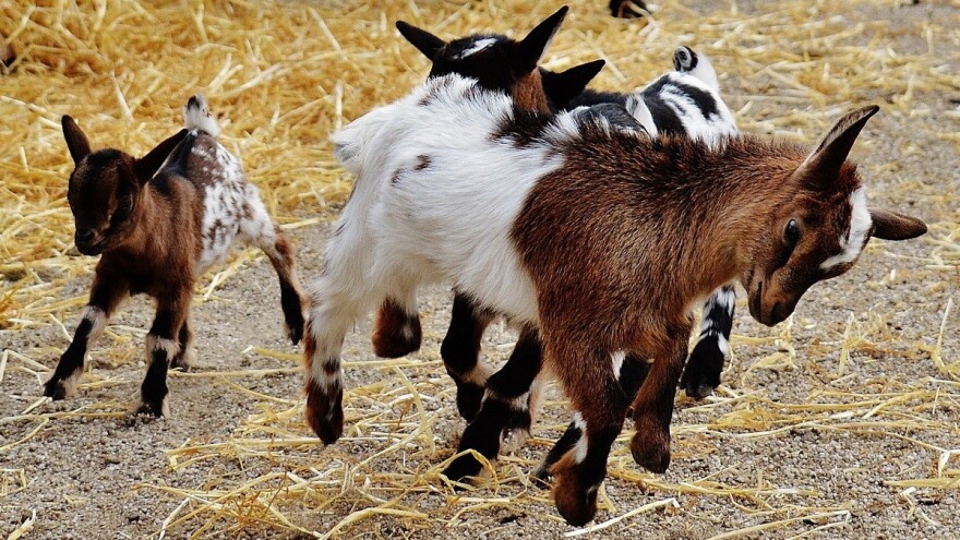 Njega papaka kod koza - započnite u ranom uzrastu