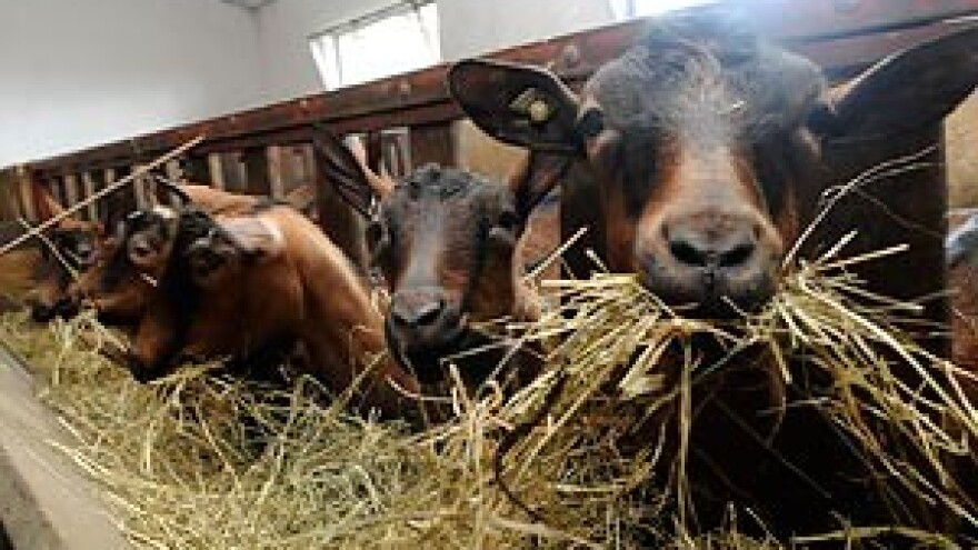 Kozjim mlijekom protiv recesije