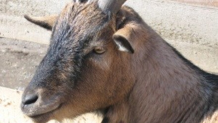 Imala farmu samo zbog novca od poticaja