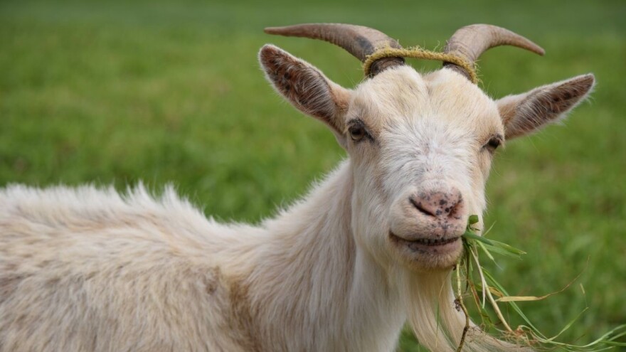Koze vole raznovrsnu, svježu i kvalitetnu hranu