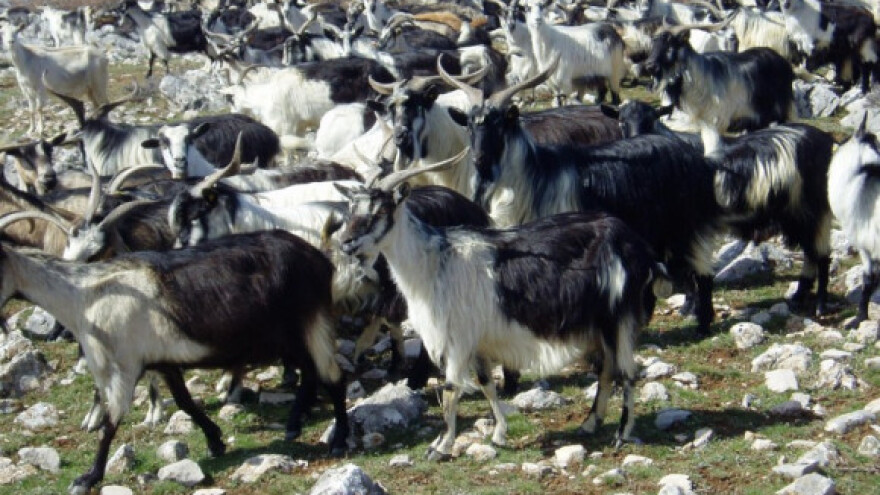 Naj kozu i miss Istre odabrat će u Savičenti!