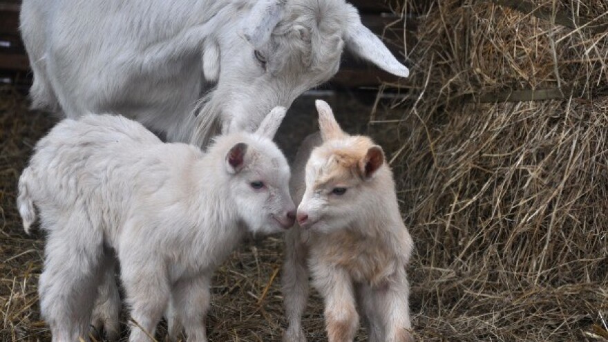 Što je važno znati o bremenitosti i jarenju koza?