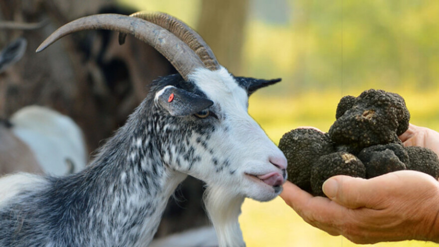 Koze otkrile tartufe kod manastira Krupa