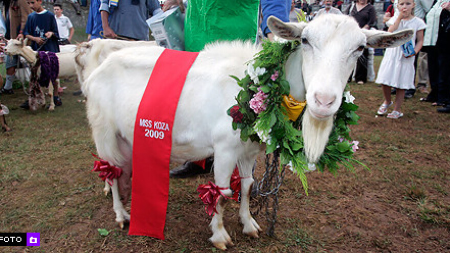 Koza Nadalina Miss koza Istarske županije