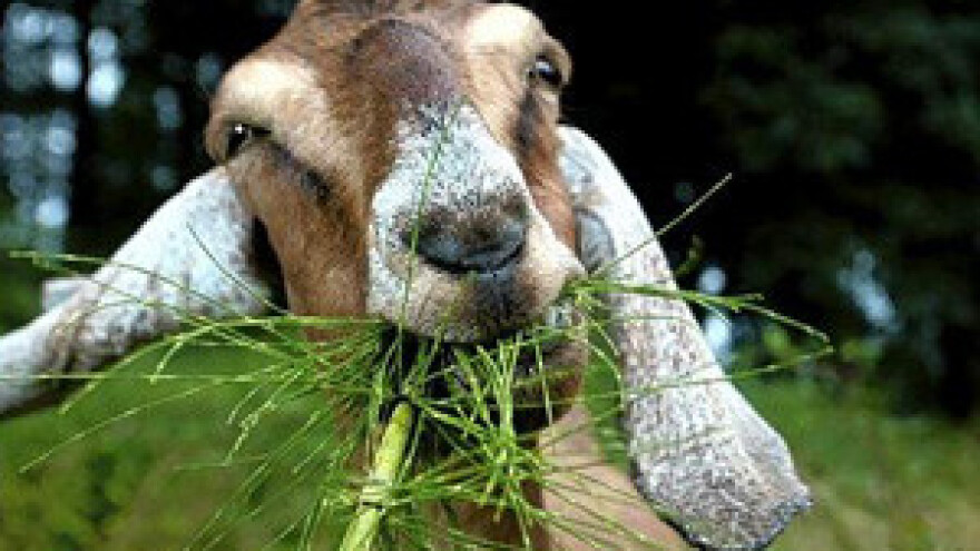 Najnagrađivaniji koziji sir OPG-a Đurković