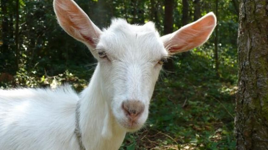 Autohtonim pasminama do četiri puta većih poticaja