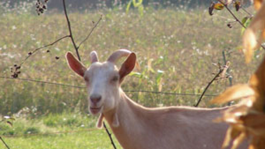 U Bratini uskoro ekopark "težak" 3,5 milijuna eura