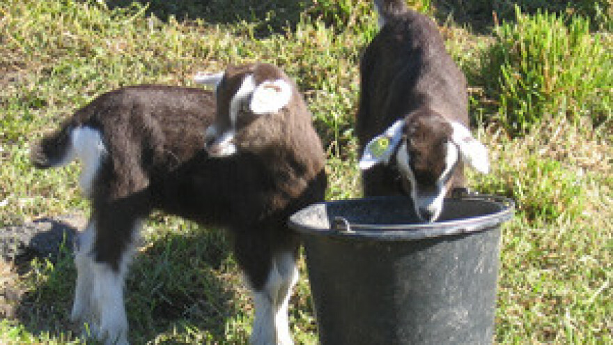 Istarska koza uskoro službeno autohtona pasmina?