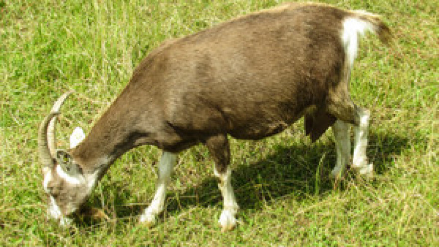 Birokracija guši razvoj stočarstva