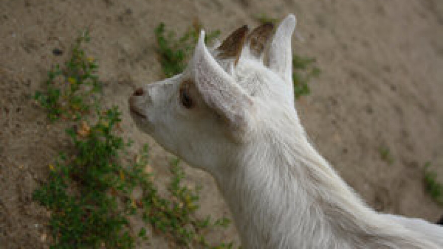 Izabana nova predsjednica Udruge kozara i ovčara
