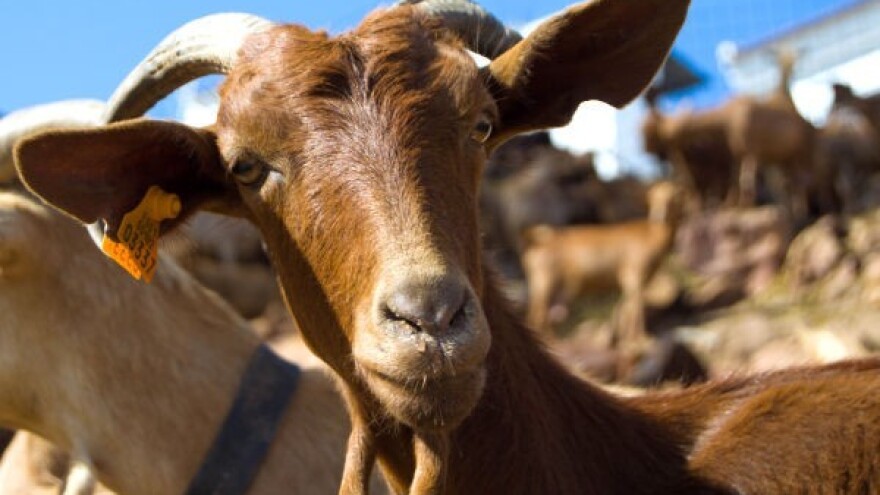 Dolazi li vreme kozarstva?