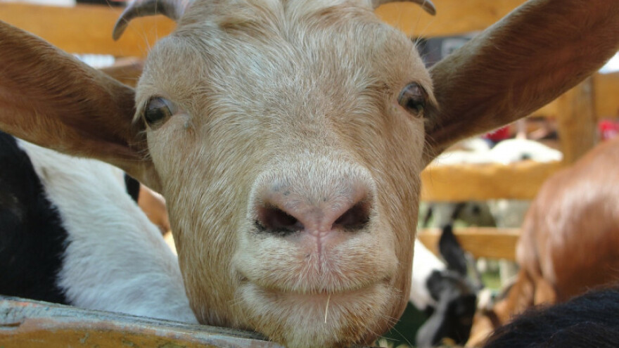 Proizvođači kozjeg mlijeka zajedno na tržište?