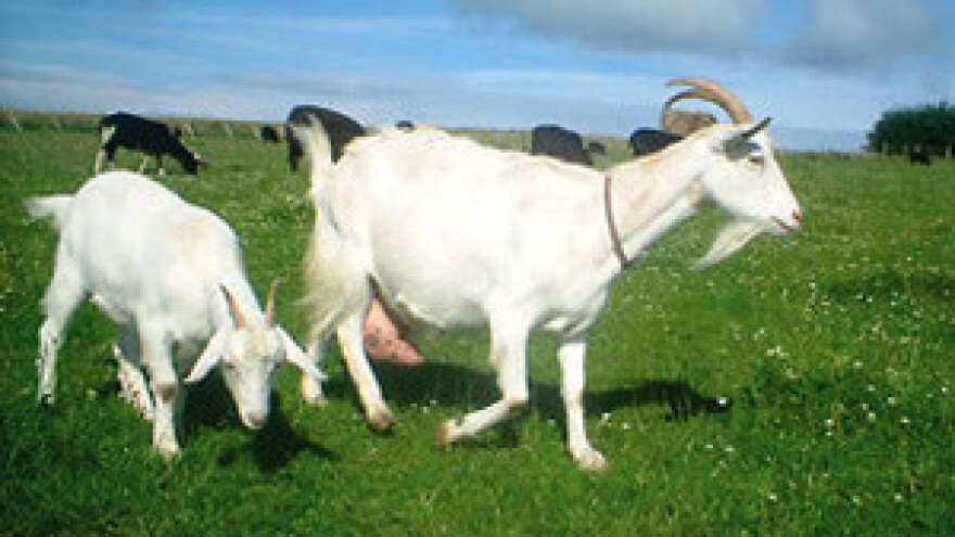 Stočni sajam u Piškorevcima pred zatvaranjem?