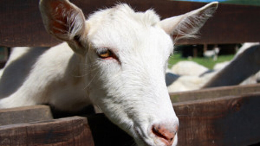 Mali preživači ujesen