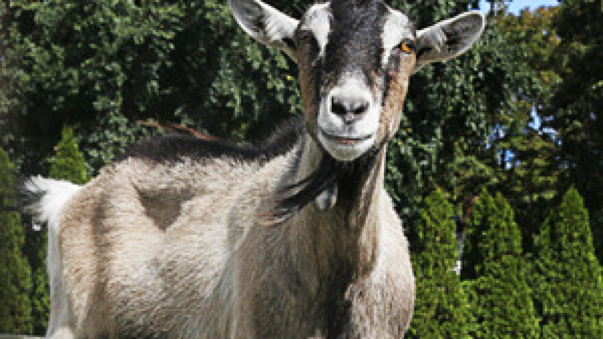 Kozar iz Gornjeg Kraljevca