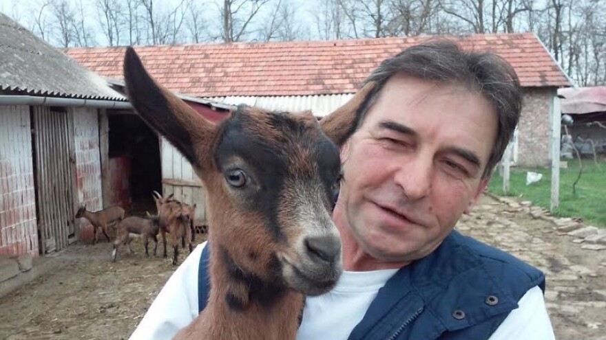 Domaću kozu zamijenile francuske Alpine