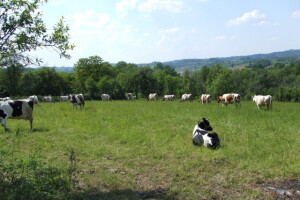 Zaštita biodiverziteta uz rijeku Savu