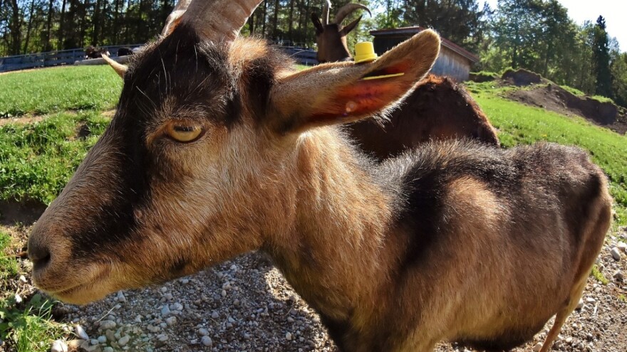 Ante Šarac nije odustao kada mu je bolest pokosila stado koza, danas ima dovoljno posla za cijelu obitelj i dva radnika