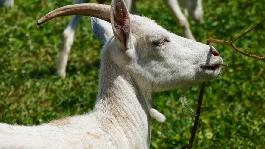 Kozji proizvodi idu kao alva - s 50 koza mjesečna zarada 1.000 KM